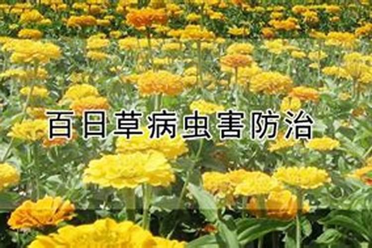 百日草病虫害防治：守护花园中的绚烂