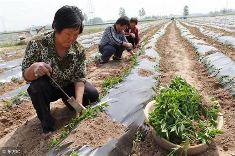 红干椒定植方法？