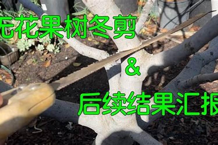 无花果冬剪需注意四点