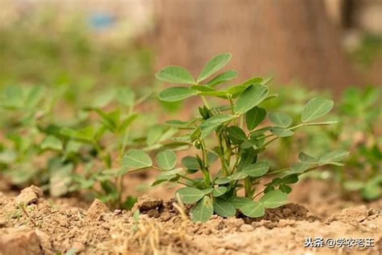 花生如何撒施钙肥最好？