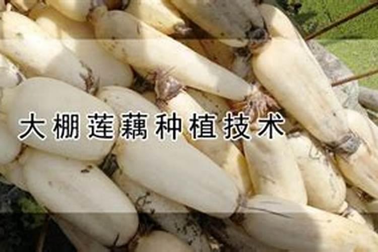 揭秘高效农业：大棚栽培莲藕技术探秘