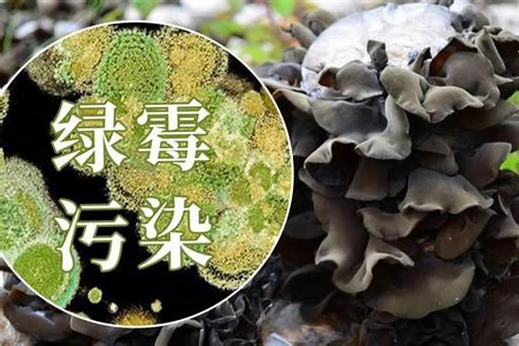 食用菌木霉的危害症状及综合防治措施探析