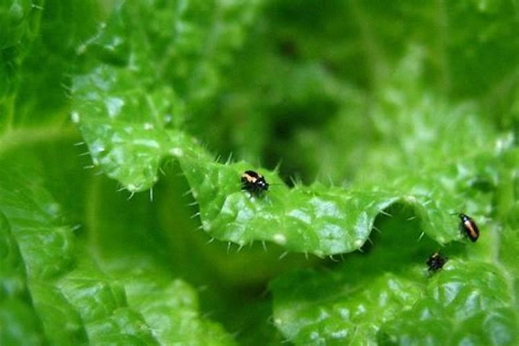 西兰花黄曲条跳甲、蚜虫防治技术