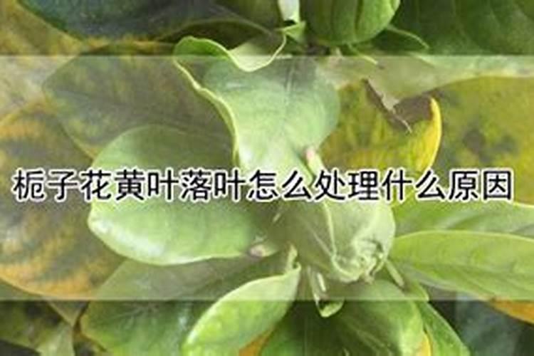 栀子花黄叶落叶是啥原因？该怎么处理？