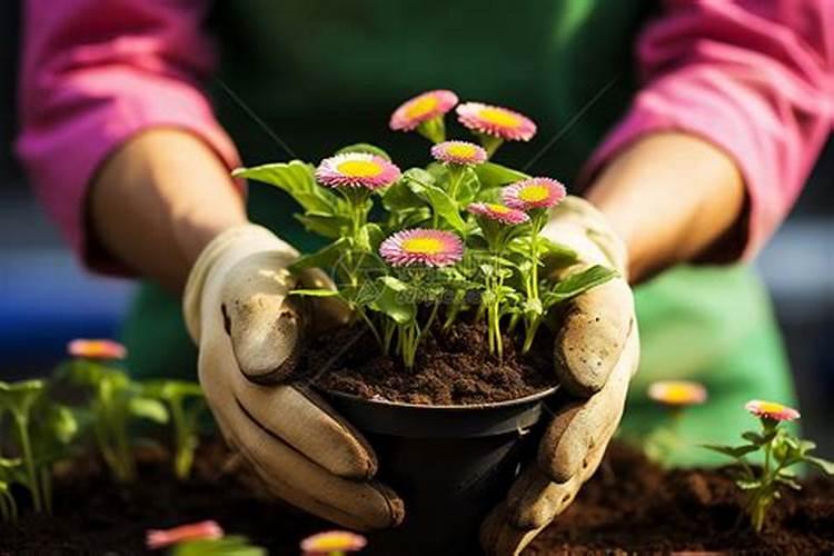 绿意盎然的守护者：花卉苗圃化学除草技术探秘