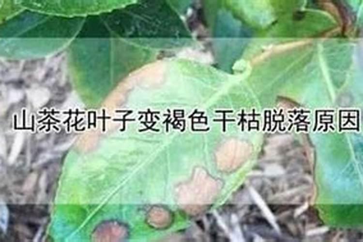 山茶花叶子变褐色干枯脱落原因