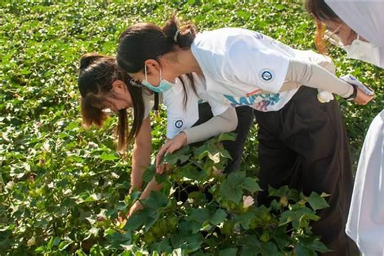 守护棉田：策略与实践减少棉花药害