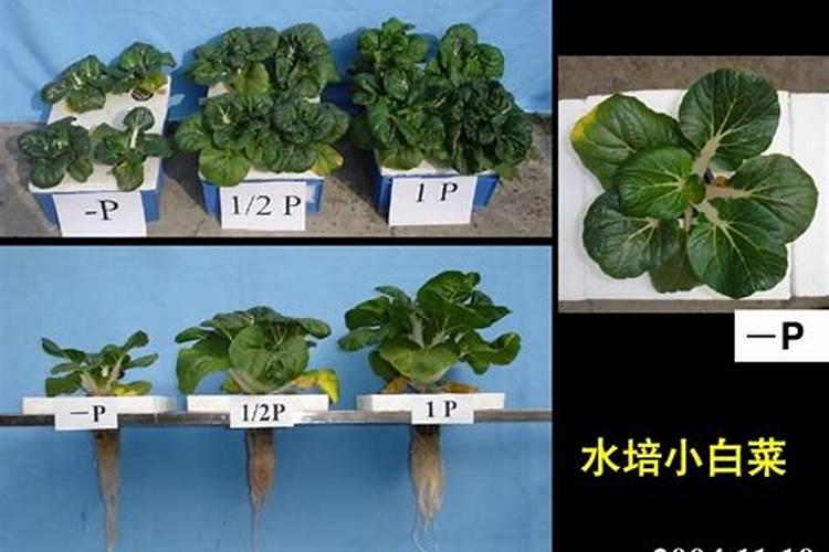 白芨底肥与磷肥：植物生长的黄金搭档