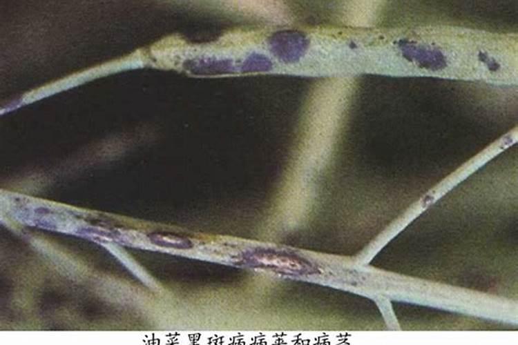 战胜油菜黑斑病：策略与实践