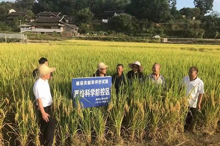 守护稻田的绿色长城：水稻主要病虫害及药剂防治策略