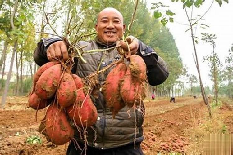 红薯与地瓜苗的黄金种植季节：掌握时机，收获满满