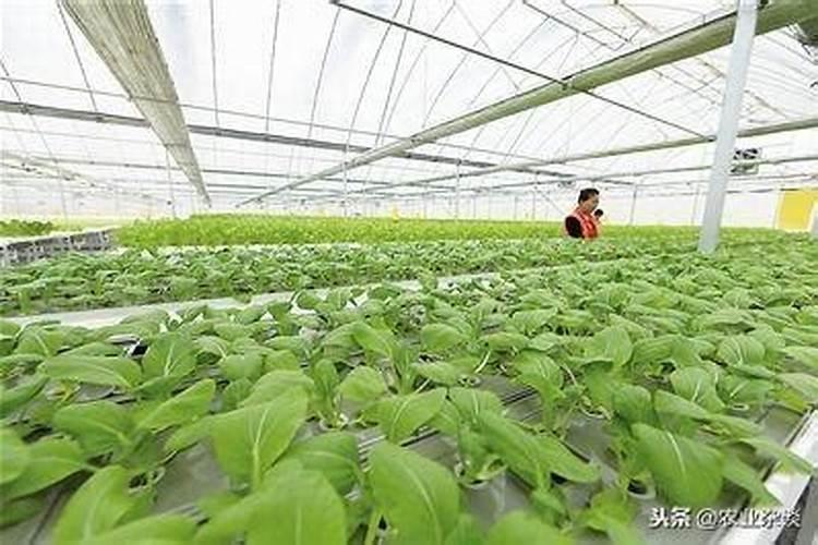 蔬菜定植期间，如何使用药剂“蘸根”防治土传病害？