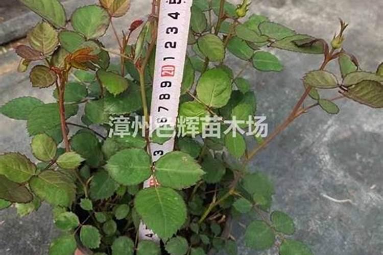 盆栽欧月花的养殖指南：关键注意事项一览