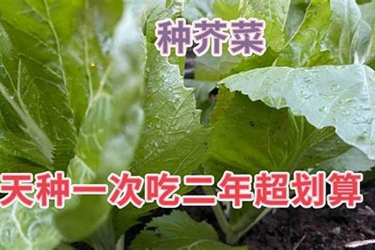 冬种潮州芥菜根肿病发生及防治