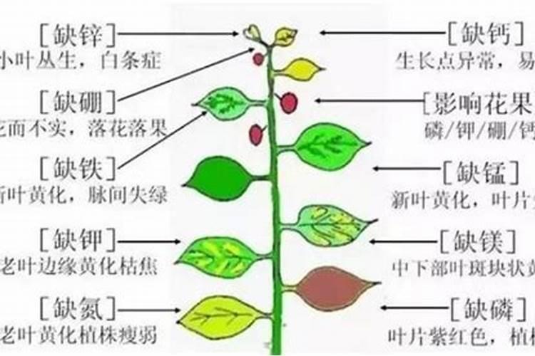 揭秘叶面肥料的多样性：了解不同类别及其作用？