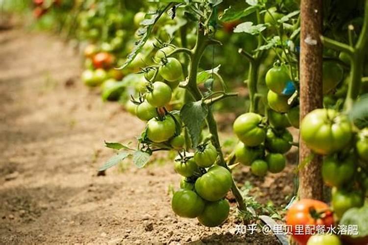 西红柿肥料，种植西红柿施什么肥料好？