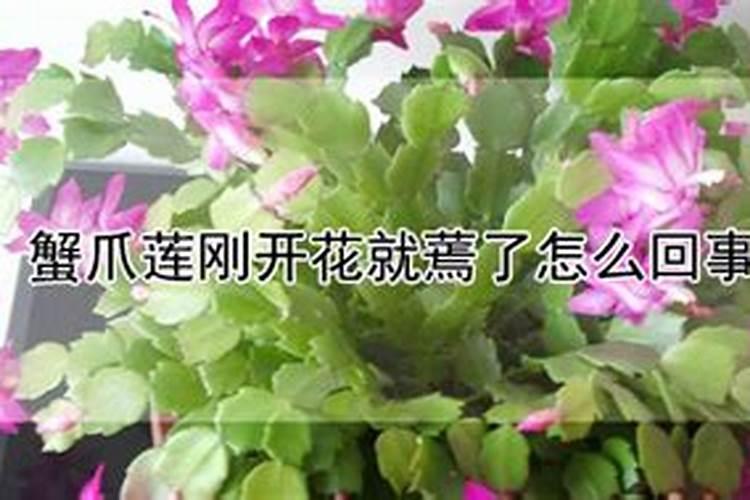 揭秘蝎子莲花养殖的奥秘：掌握这些技术要点，轻松养出美丽莲花