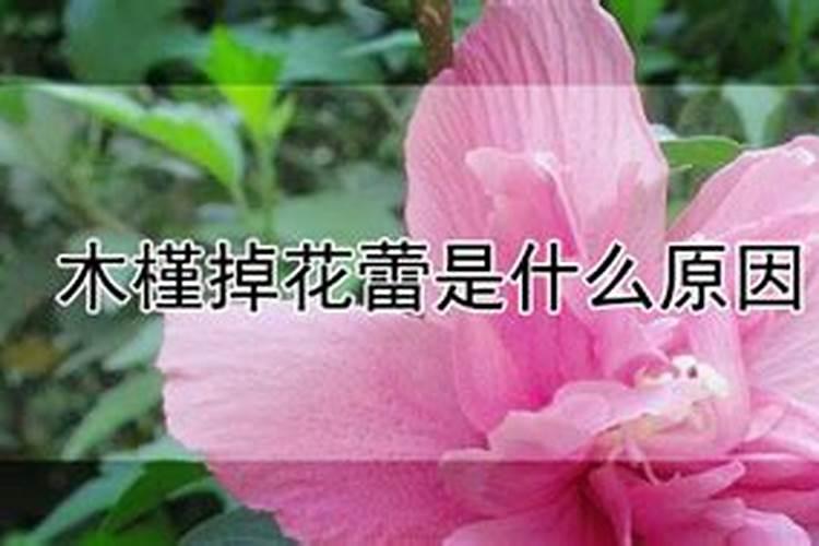 木槿掉花蕾是什么原因？