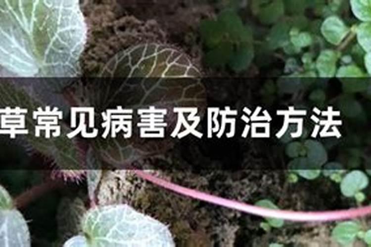 虎耳草叶片发黄怎么办，虎耳草叶子发黄原因？