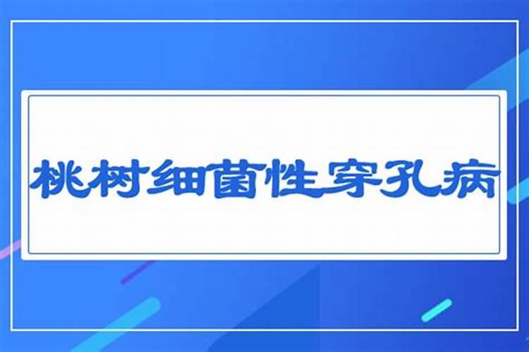 战胜细菌性穿孔病：桃园守护者的防治全攻略