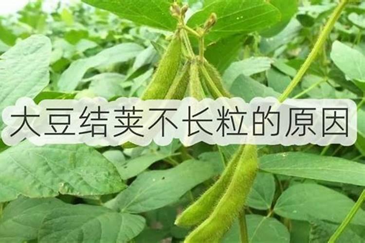 大豆结荚不长粒的原因