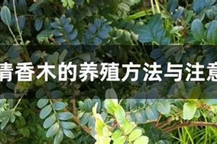 驱蚊草该如何养殖，有哪些注意事项？