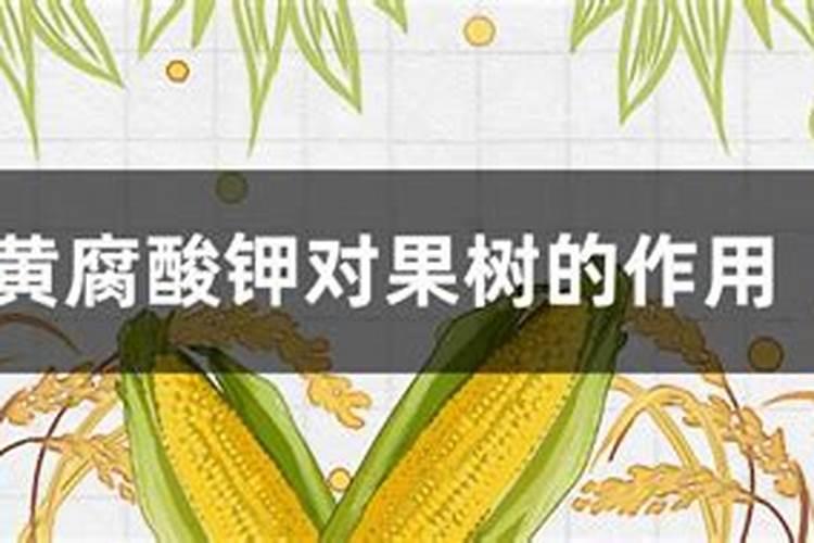 黄腐酸钾果树能用吗怎么用？