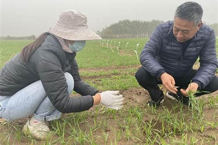 寒冬里的温暖守护：小麦冬季田间管理要点