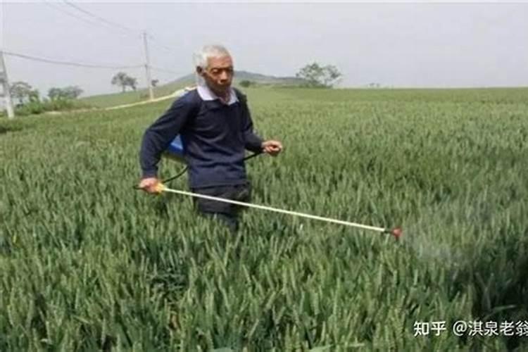 田间守护者：预留棉行的智慧与药害防范