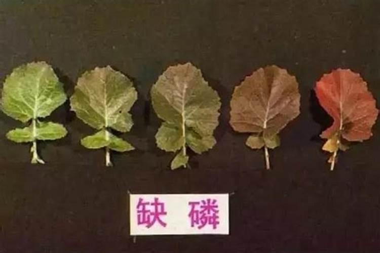 怎样辨别出植物缺磷？