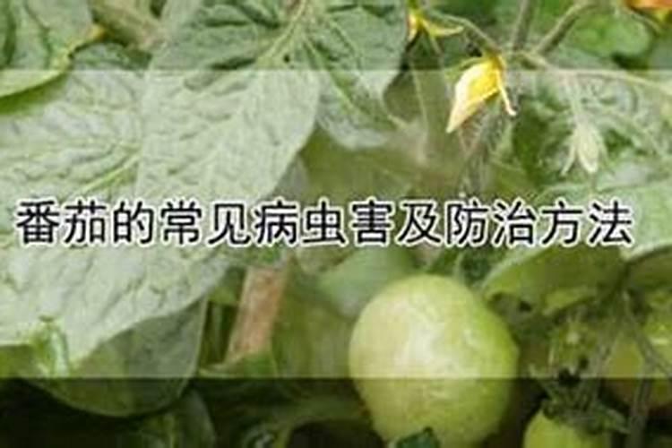 种植西红柿有那些病虫害？防治措施有哪些？