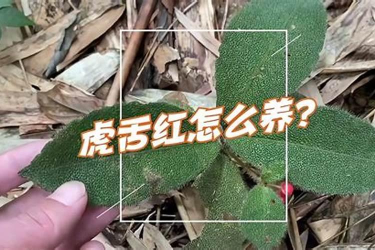 虎舌红怎么养，虎舌红养殖方法和注意事项？