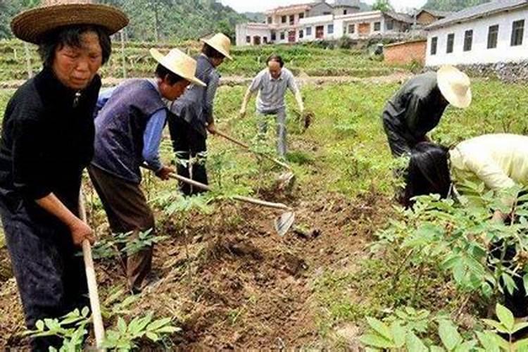 山药田地怎样除草，山药田地除草方法？