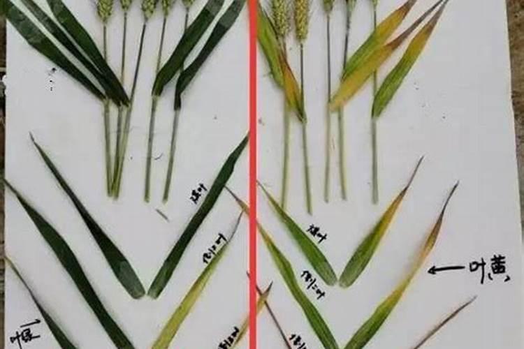 小麦产量构成因素是什么？