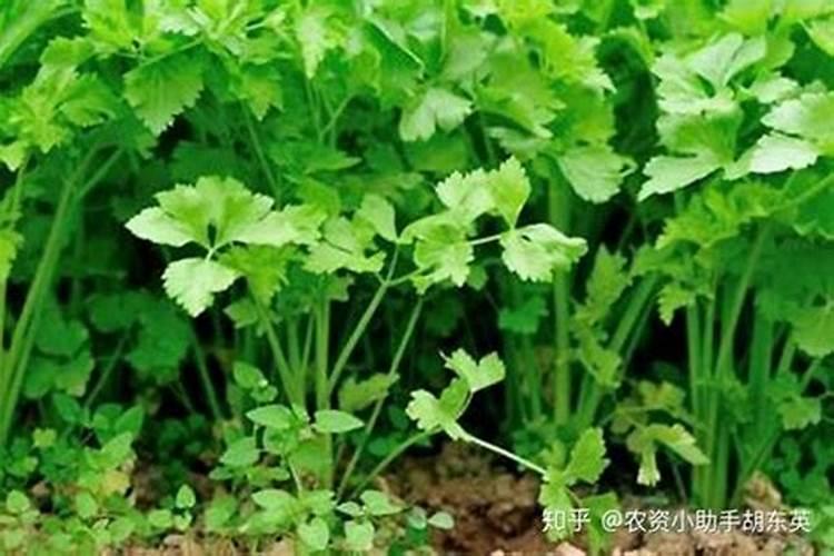 种香菜（芫荽）如何防治香菜叶枯病？