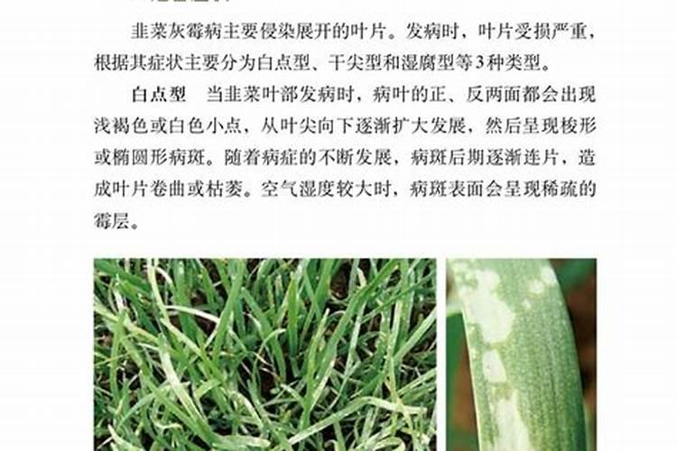 夏季韭菜种植管理技术：实现高效栽培与病虫害防控