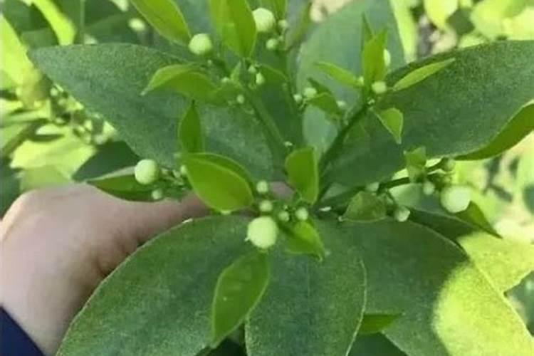 龙眼1月管理要点：促进花芽分化