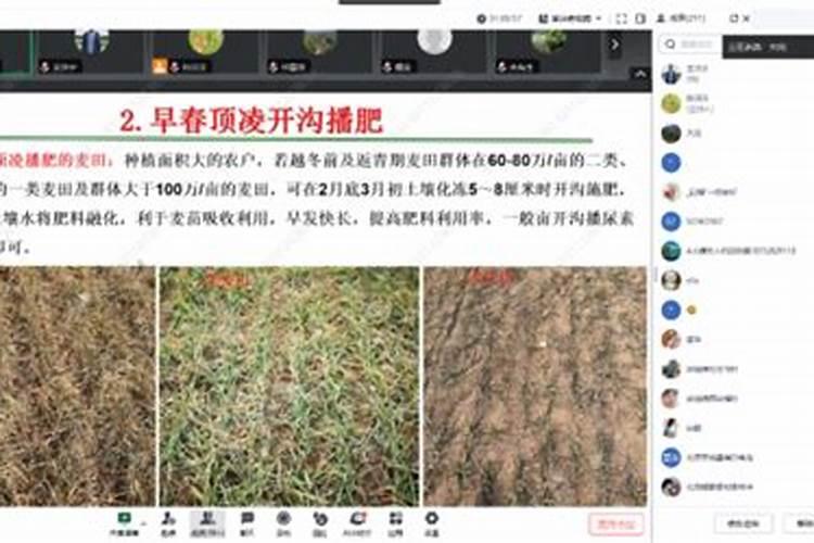 早春时节，守护金黄——小麦病虫草害防治技术要领