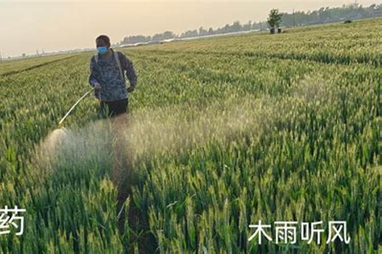 雨季施药无忧：探索耐水农药的科技前沿