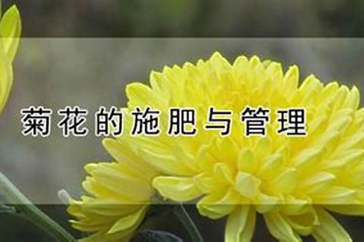 绽放秋日之美：菊花的施肥秘诀与方法解析？