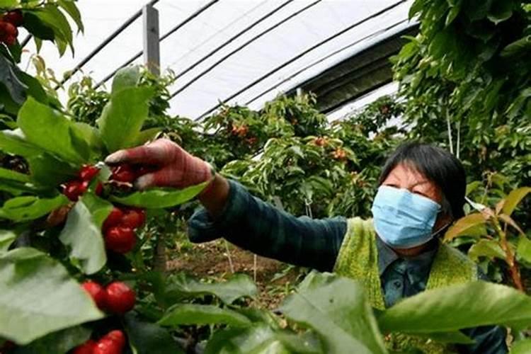 夏日樱桃盛宴：棚室栽培肥水管理秘籍