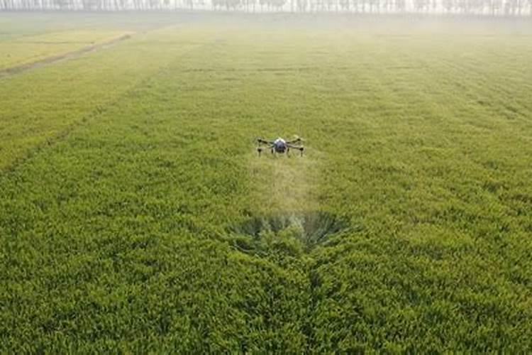 绿意之下的隐患：除草剂药害风险全解析