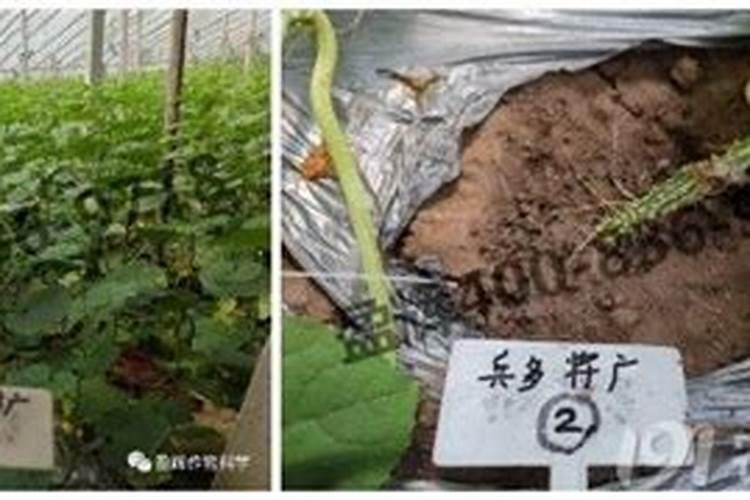 战胜隐形杀手：棉花根结线虫的农药克星