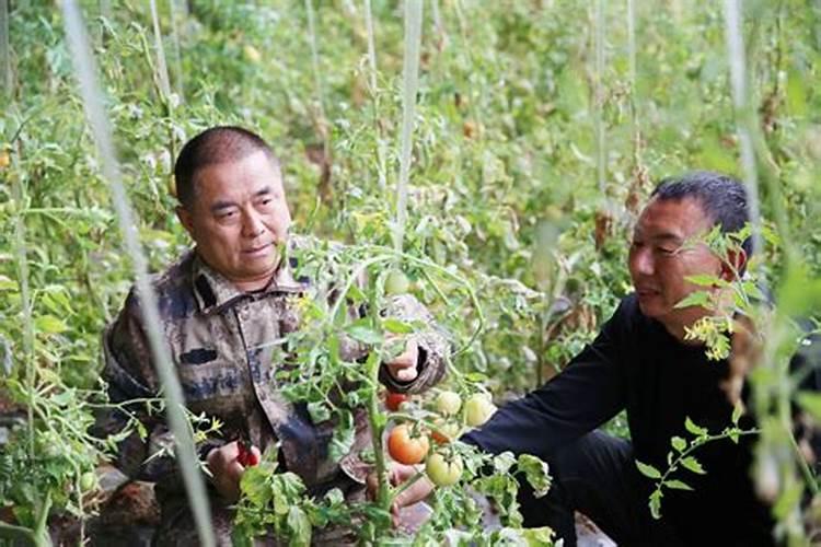 秋季番茄田间管理技术