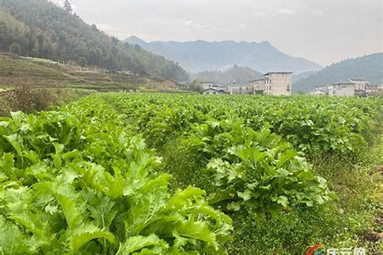 雪中送菜：掌握雪菜栽培的关键技术