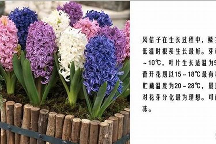 风信子病害防治宝典：让您的花卉健康茁壮