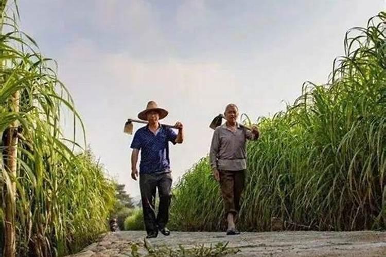 哥伦比亚的甘蔗草种植技术：传统与创新的完美融合