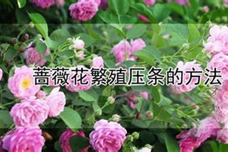 蔷薇花繁殖压条的方法？