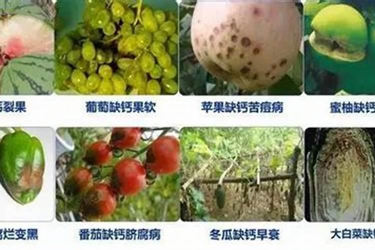 作物缺钙有什么症状？常见钙肥有哪些？