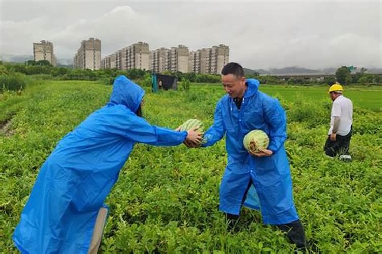 西瓜田里的守护者：杀虫双的安全与效用探究